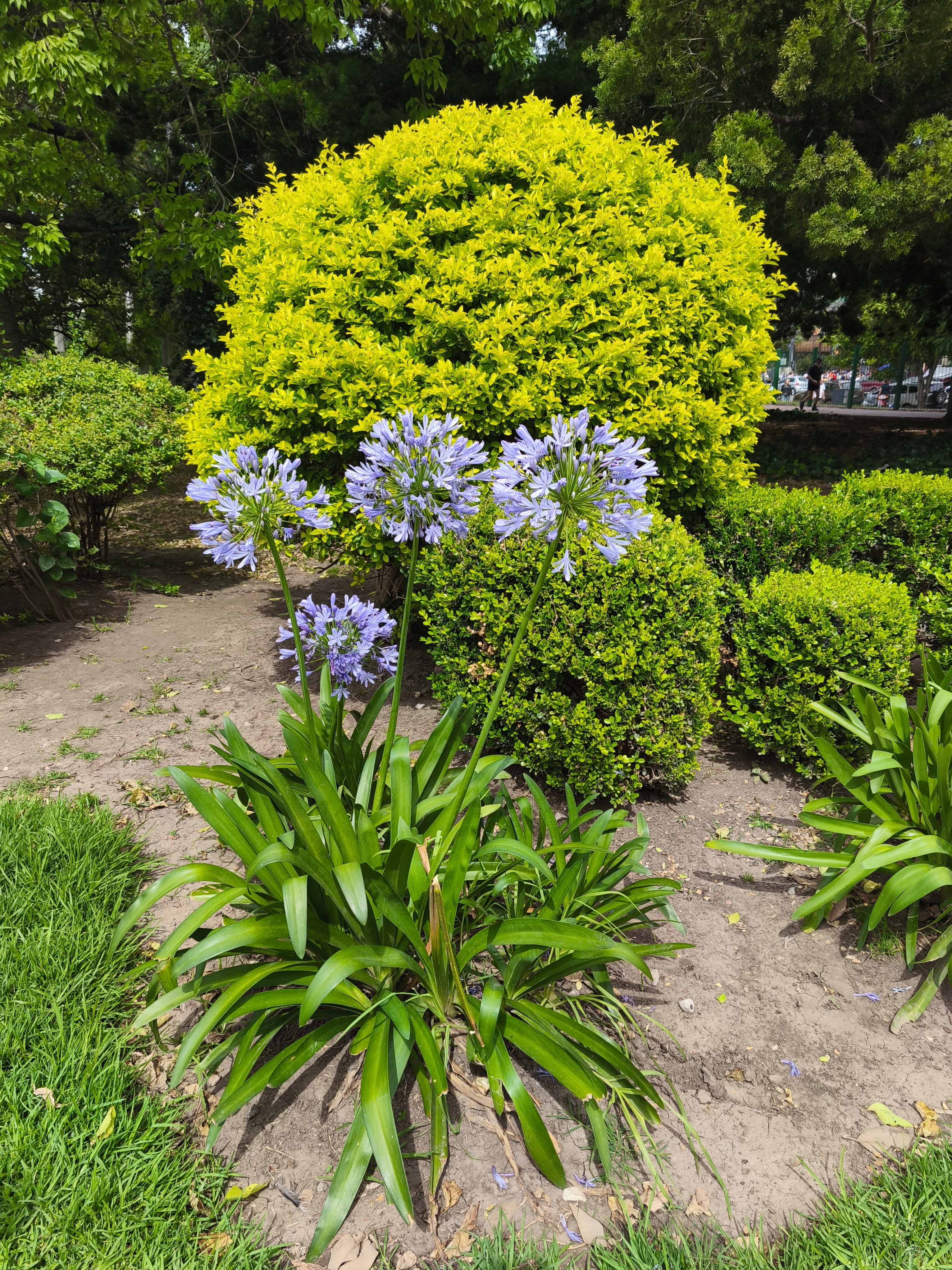 Agapantos celestes en un jardín formal