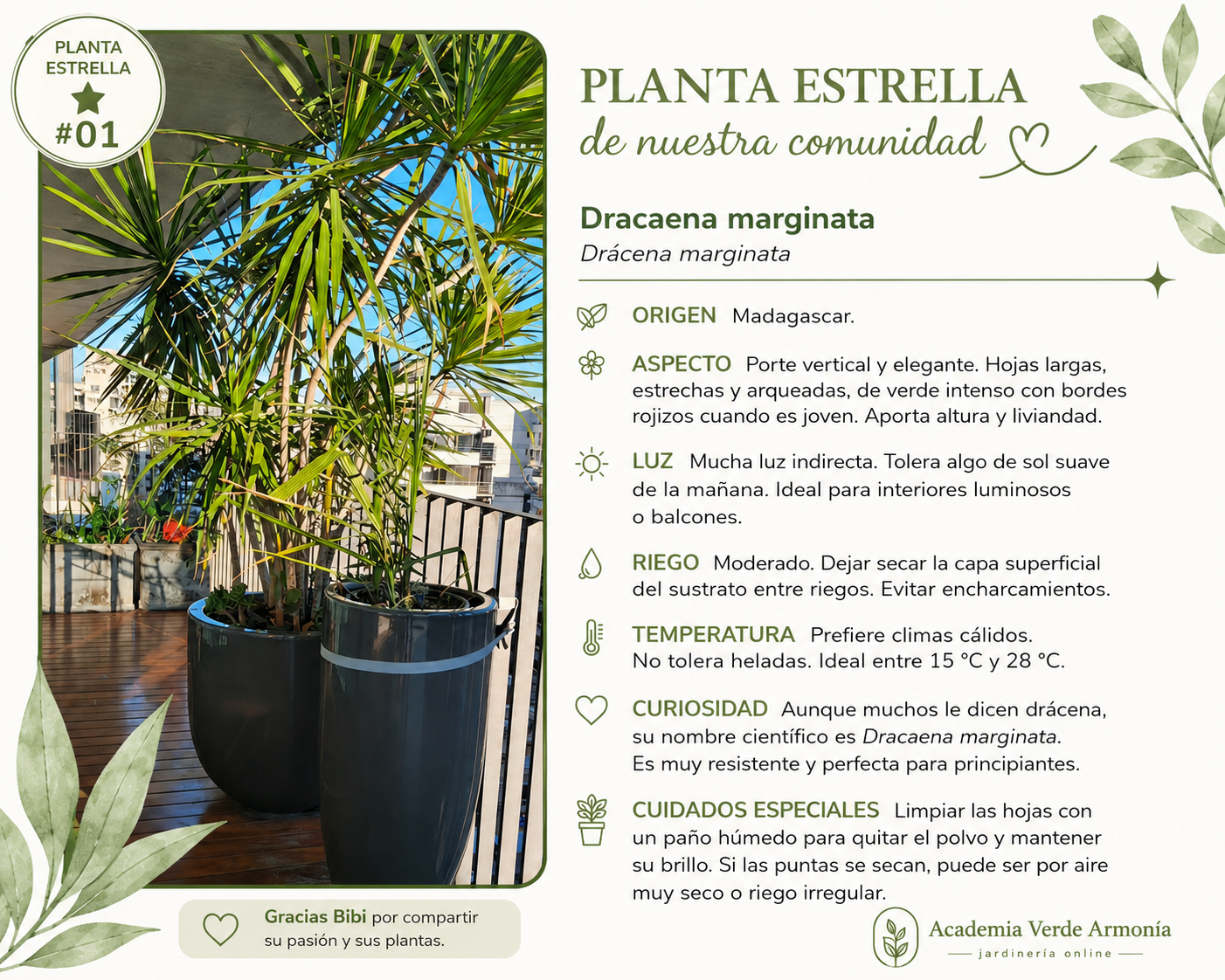 Ficha Planta Estrella número 1: Dracaena marginata compartida por Bibi