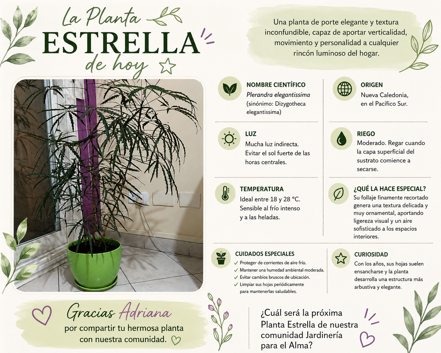 Ficha Planta Estrella: Plerandra elegantissima compartida por Adriana