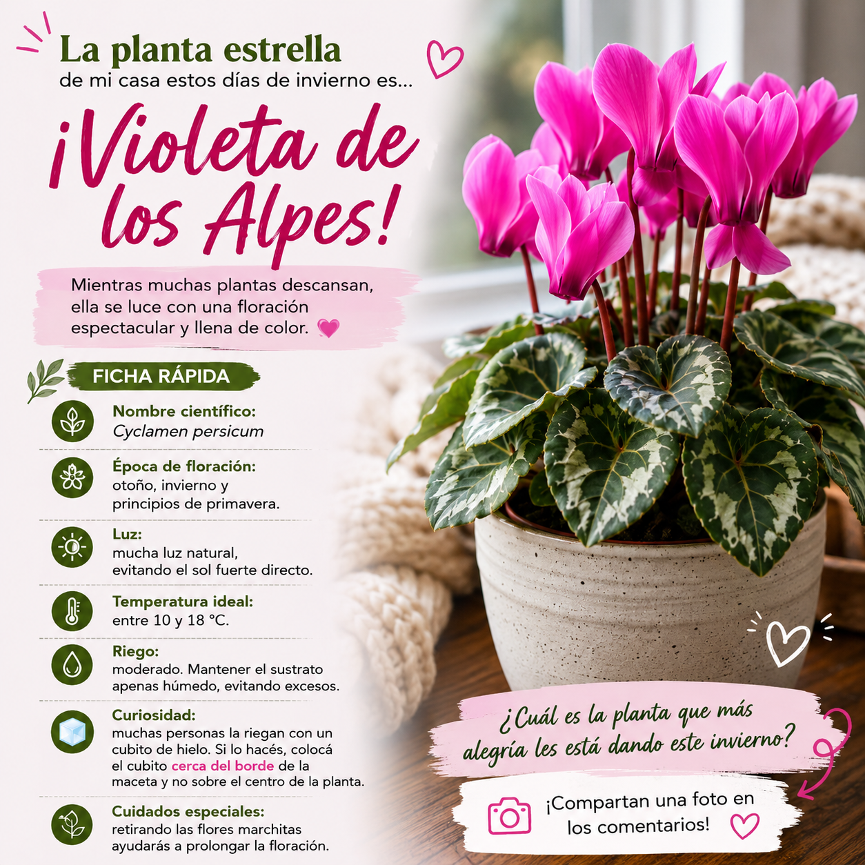 Ficha Planta Estrella: Violeta de los Alpes