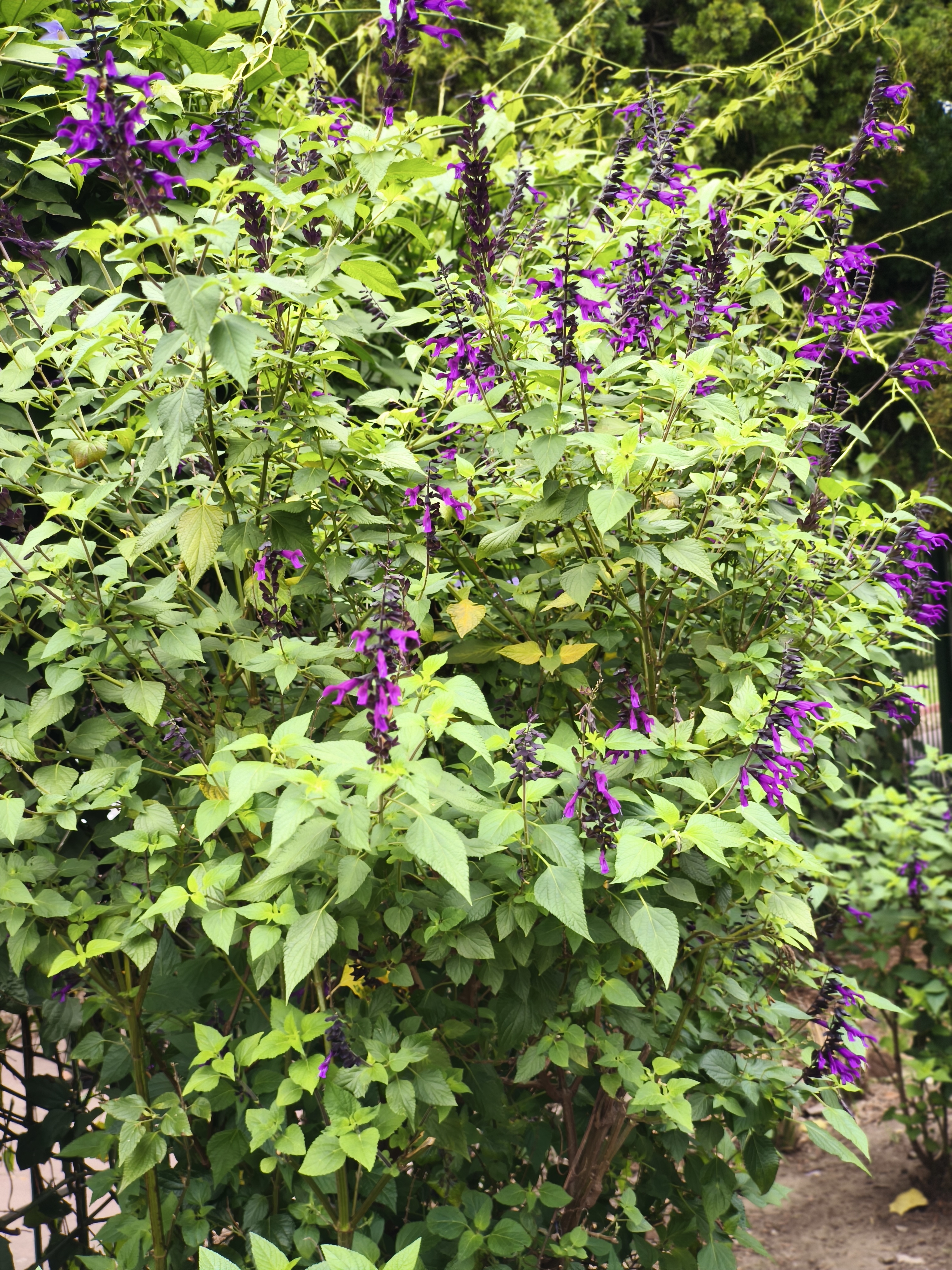 Salvias violetas creciendo entre follaje verde